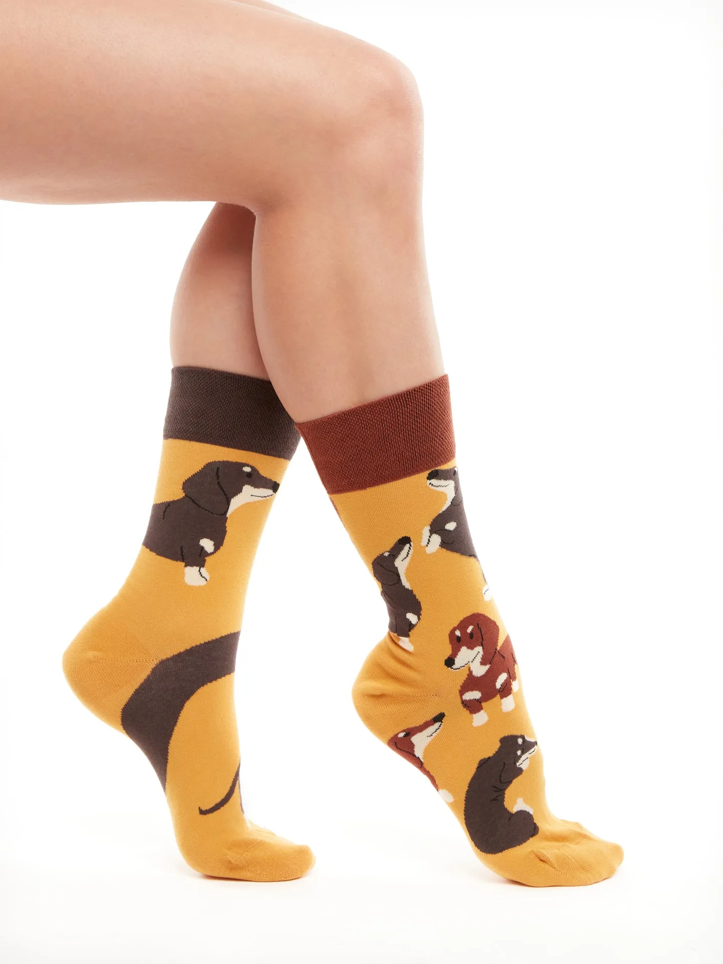 Chaussettes à motifs: Teckel mignon