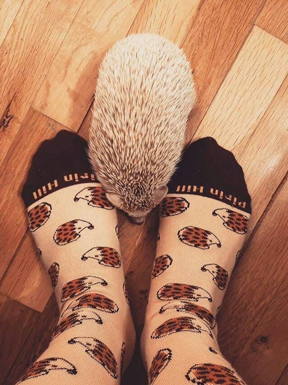 Chaussettes coton bio : Hérissons mignons